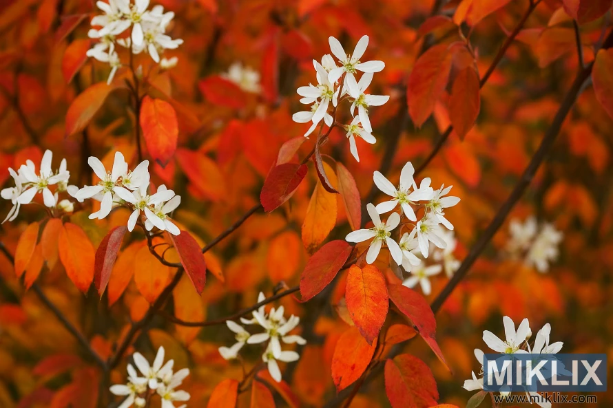 Landscape photo of an Apple Serviceberry tree with large white blossoms and vivid red, orange, and gold fall leaves. Landscape photo of an Apple Serviceberry tree with large white blossoms and vivid red, orange, and gold fall leaves.