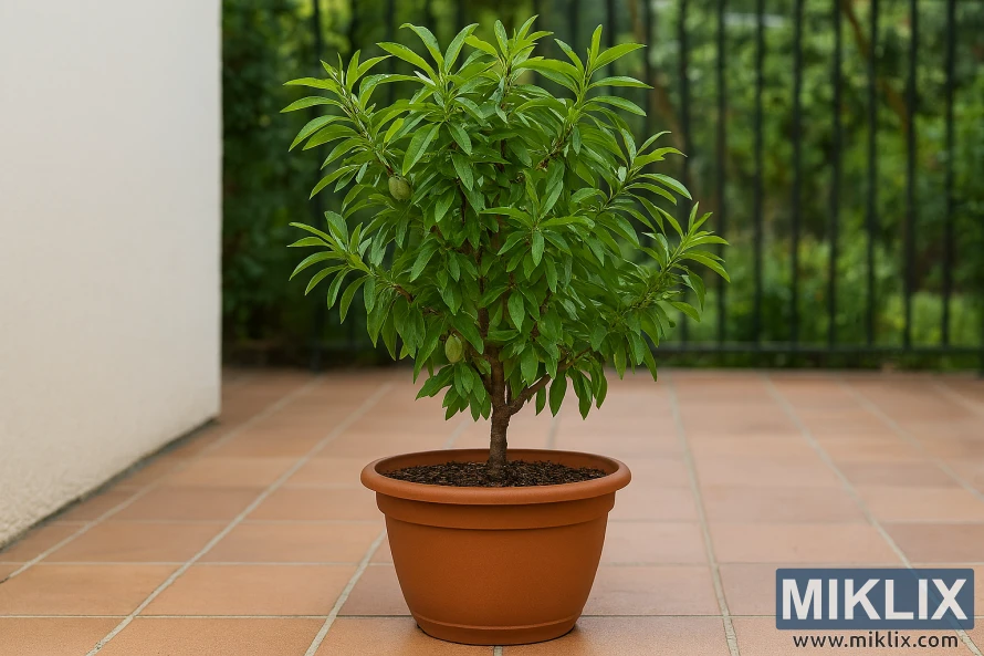 Uma amendoeira anã Garden Prince em vaso num pátio de azulejos de terracota com folhagem verde e luxuriante. Uma amendoeira anã Garden Prince em vaso num pátio de azulejos de terracota com folhagem verde e luxuriante.
