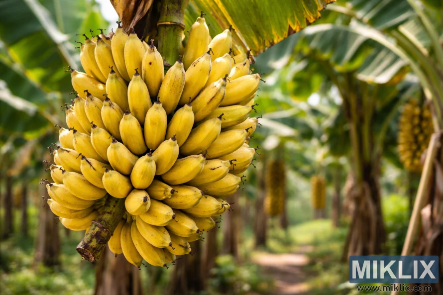 Large ripe banana bunch hanging on a banana plant in a tropical plantation, showing yellow fruits with slight green tips at ideal harvest maturity.