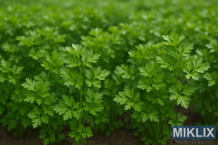 Lush green parsley plants densely packed in a vibrant garden under soft sunlight