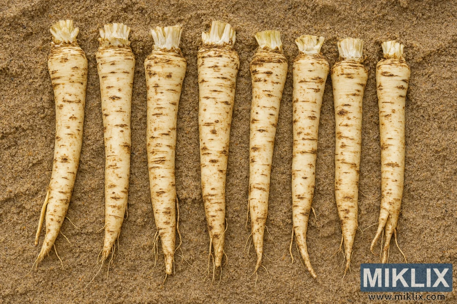 Clean horseradish roots partially buried in moist sand inside a wooden crate for storage