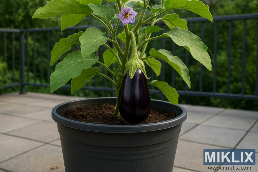 Eggplant plant growing in a large container on a sunlit patio with green leaves and ripe fruit