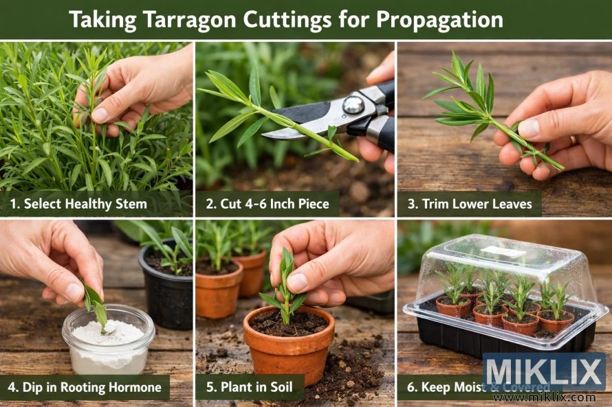 Six-step photo guide showing how to propagate tarragon from cuttings, from selecting a healthy stem to keeping newly planted cuttings moist under cover.