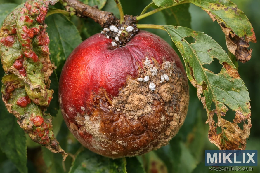 Close-up of a ripe nectarine on a tree affected by mealybugs, brown rot, leaf curl, and damaged leaves.