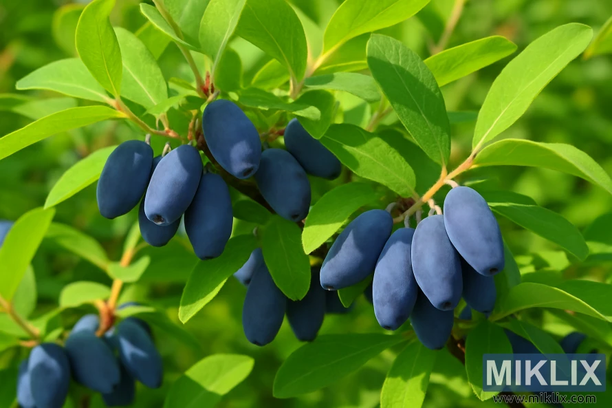 Close-up of ripe blue-purple honeyberries growing among green leaves on a sunlit bush. Close-up of ripe blue-purple honeyberries growing among green leaves on a sunlit bush.