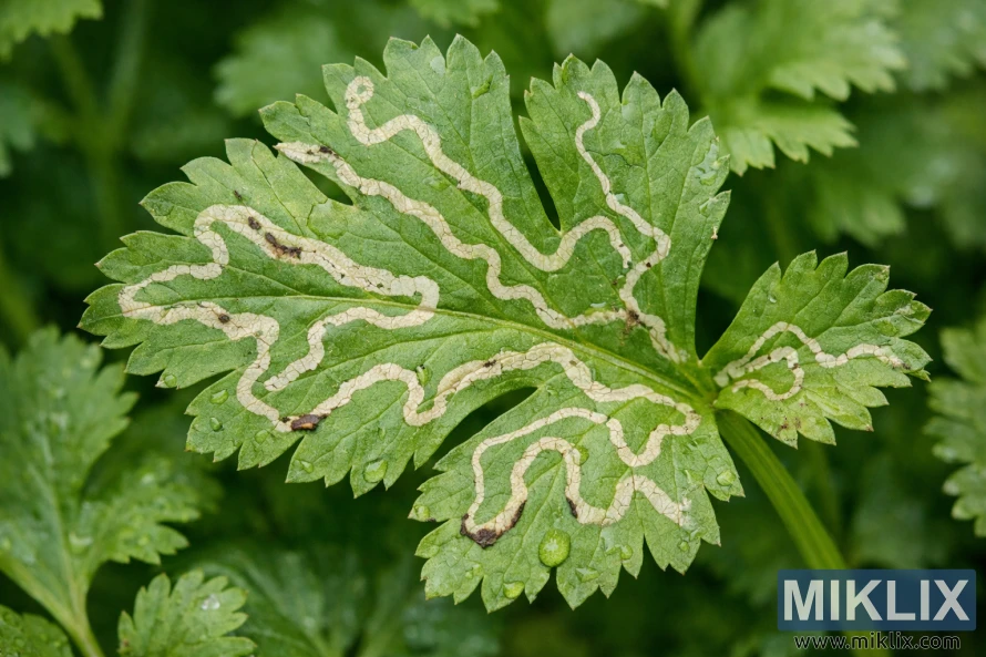 Macro photograph of a cilantro leaf showing pale, winding leaf miner tunnels across the green surface.