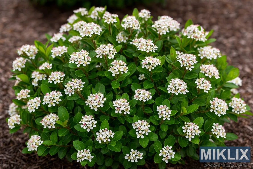 Kompakt lågväxt Aroniabuske med täta vita blomklasar och grönt bladverk i en täckt trädgårdsbädd. Kompakt lågväxt Aroniabuske med täta vita blomklasar och grönt bladverk i en täckt trädgårdsbädd.