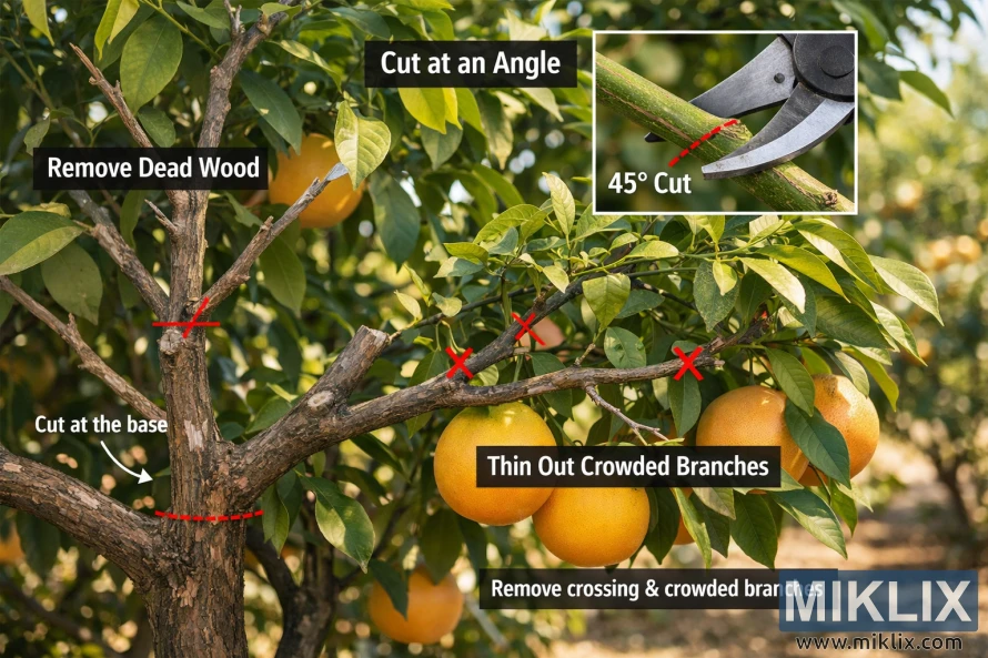 Foto didática mostrando uma árvore de toranja com cortes de poda identificados, incluindo a remoção de madeira morta, o desbaste de galhos muito juntos e a realização de cortes angulares com tesoura de poda.