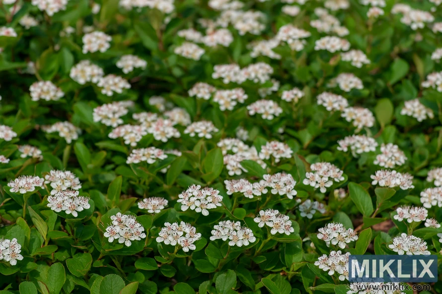 Landskapsfoto av *Ground Hug* aronia som bildar en tät marktäckare med klasar av små vita blommor och glansiga gröna blad. Landskapsfoto av *Ground Hug* aronia som bildar en tät marktäckare med klasar av små vita blommor och glansiga gröna blad.