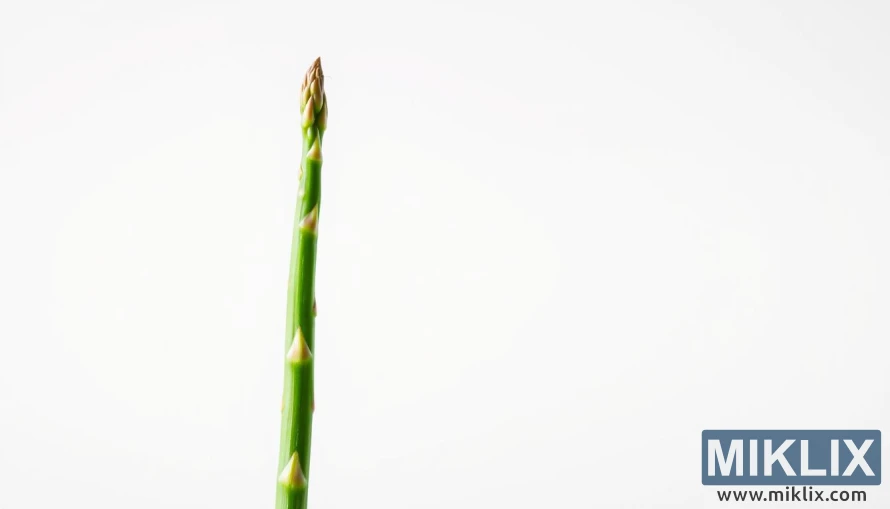 Tombak asparagus hijau tunggal dengan tangkai ramping dan ujung halus dengan latar belakang minimalis yang bersih. Tombak asparagus hijau tunggal dengan tangkai ramping dan ujung halus dengan latar belakang minimalis yang bersih.