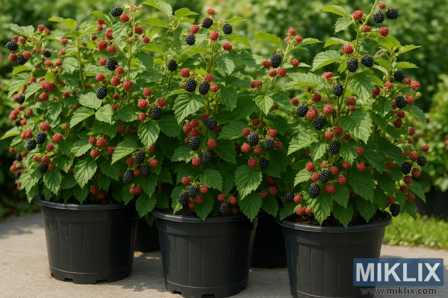 Vešlūs gervuogių augalai su prinokusiomis ir neprinokusiomis uogomis, augančios dideliuose juoduose vazonuose sodo terasoje. Vešlūs gervuogių augalai su prinokusiomis ir neprinokusiomis uogomis, augančios dideliuose juoduose vazonuose sodo terasoje.