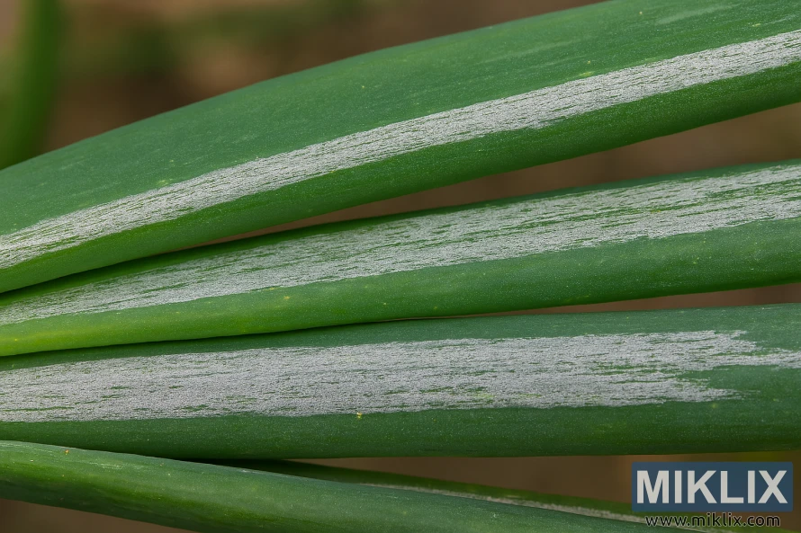 Gambar close-up daun bawang yang menunjukkan garis-garis keperakan akibat kerusakan yang disebabkan oleh hama thrips.