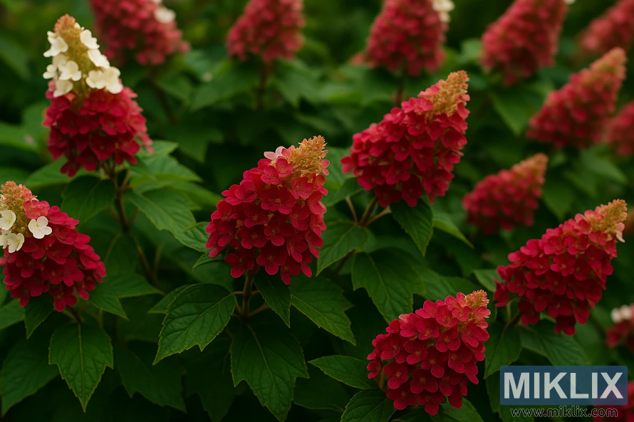 Ruby Slippers hydrangeas with cone-shaped blooms shifting from white to deep ruby-red above oak-shaped leaves.