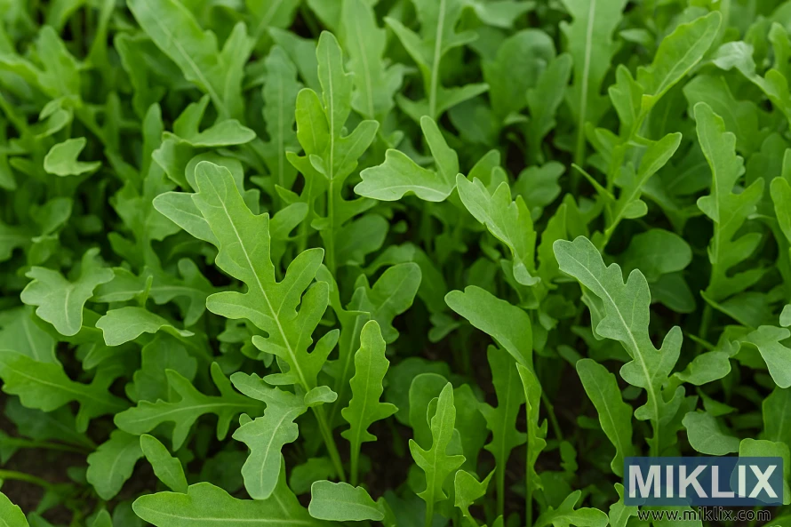 Close-up of fresh arugula leaves with lobed shapes growing in garden soil