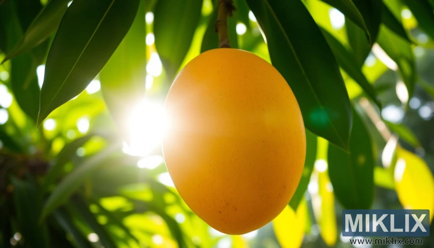 Mango hanging from lush green tree branches, sunlight filtering through the leaves, casting a warm glow on the ripe, golden-orange fruit; close-up shot highlighting the mango's soft skin, vibrant colors, and juicy texture; in the background, a vibrant green tropical foliage creating a lush, serene environment; the lighting is natural, soft, and diffused, enhancing the mango's natural beauty and highlighting its health benefits; the overall composition is balanced, with the mango as the central focus, surrounded by its natural habitat.