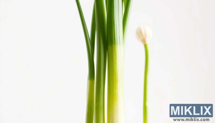 A close-up of fresh, vibrant leeks against a bright, airy background. The leeks stand tall, their long, green stems and white bulbs conveying a sense of strength and vitality. Soft, natural lighting illuminates the delicate textural details of the leeks, highlighting their crisp, healthy appearance. The image has a clean, minimalist composition, allowing the leeks to be the central focus. The overall mood is one of purity, wellness, and the nourishing power of nature. A soothing, calming atmosphere pervades the scene, suggesting the immune-boosting properties of this humble, yet remarkably beneficial vegetable.