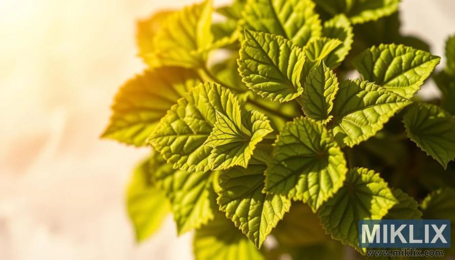 A vibrant, close-up photograph of a cluster of lush, green Bacopa Monnieri leaves against a soft, blurred background. The leaves are illuminated by warm, natural sunlight, casting gentle shadows and highlighting the intricate veining and textures. The image conveys the healthy, thriving nature of the plant, suggesting the potential benefits of Bacopa Monnieri supplements. The composition is balanced, with the leaves occupying the central focus, and the background providing a complementary, serene setting. The overall mood is one of natural vitality and the promise of wellness.