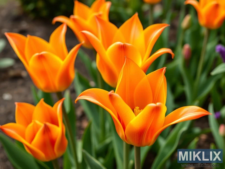 A cluster of vibrant orange tulips in full bloom, standing tall against a garden backdrop. Their petals are gracefully elongated and slightly pointed, giving them a star-like appearance as they open wide toward the sunlight. The rich orange hue transitions into lighter golden tones near the edges, adding depth and warmth to their appearance. The tulips are arranged in a natural grouping, with green leaves and stems providing a lively contrast. In the blurred background, other flowers and foliage can be seen, creating a fresh and cheerful springtime atmosphere.