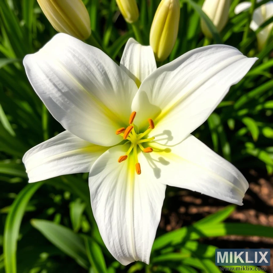 A pristine white lily in full bloom, radiating purity and elegance. The petals are smooth and gently curved, with a subtle sheen that catches the sunlight, creating a luminous effect. Soft yellow streaks extend from the center, adding warmth and depth to its delicate beauty. The bright orange stamens, tipped with pollen, provide a striking contrast against the pure white petals. Surrounded by lush green foliage and unopened buds, this lily stands as a symbol of grace and serenity in a vibrant garden setting.
