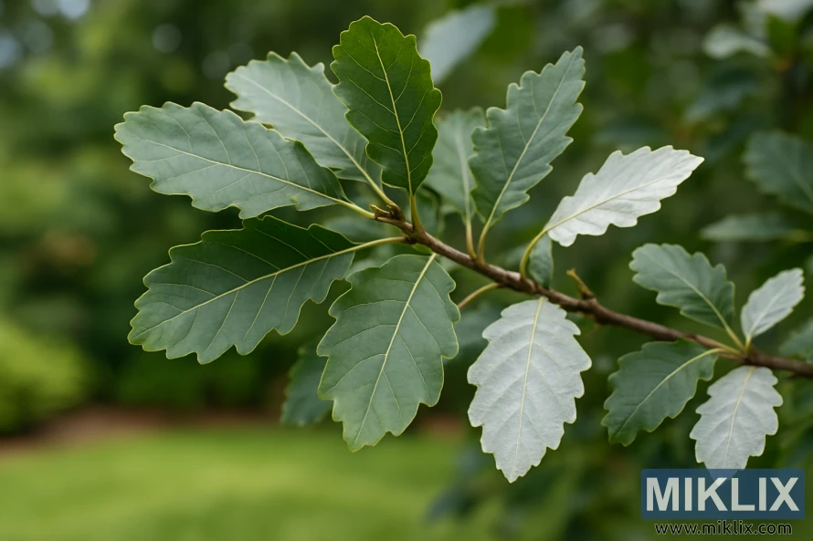 A close-up of a Swamp White Oak (Quercus bicolor) branch, highlighting its distinctive bicolor foliage. The leaves are elliptical with gently lobed or wavy edges, their upper surfaces a rich, dark green with a subtle sheen, while the undersides reveal a striking silvery-white, almost velvety texture. This contrast is especially clear where some leaves are angled upward, exposing the pale underside beside the glossy green tops. The branch itself is slender and textured, with fine veins running clearly through each leaf. The softly blurred green background enhances the crisp detail of the foliage, drawing attention to the oak’s characteristic two-tone leaves.