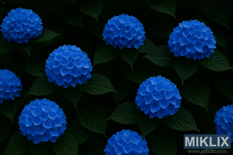 Nikko Blue hydrangeas in vivid cobalt bloom with lush dark green foliage in soft summer light.