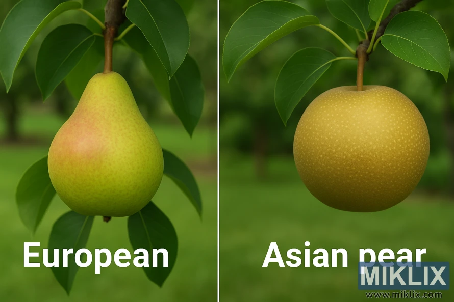 Side-by-side comparison of a European pear and an Asian pear on branches with green leaves.