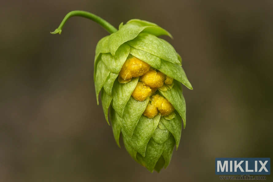 Close-up of a Sorachi Ace hop cone showing golden lupulin glands and textured green bracts against a blurred earthy background