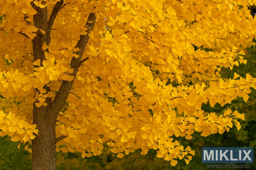 Landscape photo of a Ginkgo Autumn Gold tree with brilliant yellow fall foliage and fan-shaped leaves