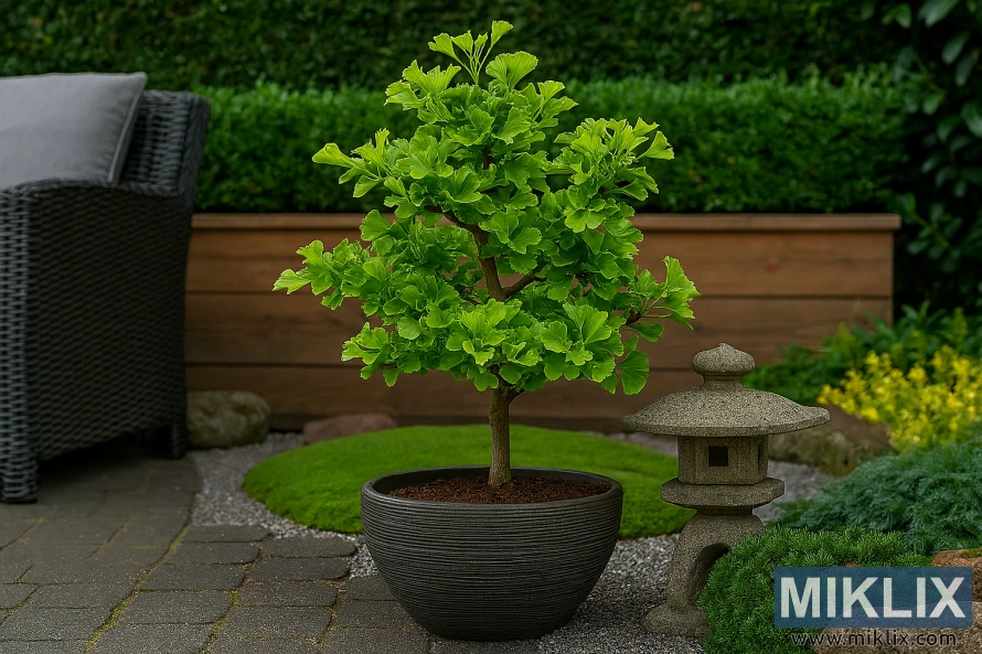 Dwarf ginkgo tree in a textured planter on a brick patio surrounded by urban garden elements